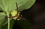 Indian cucumber